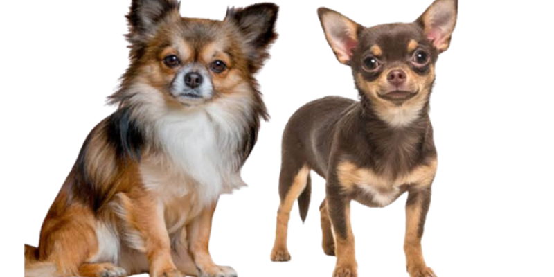 Chi