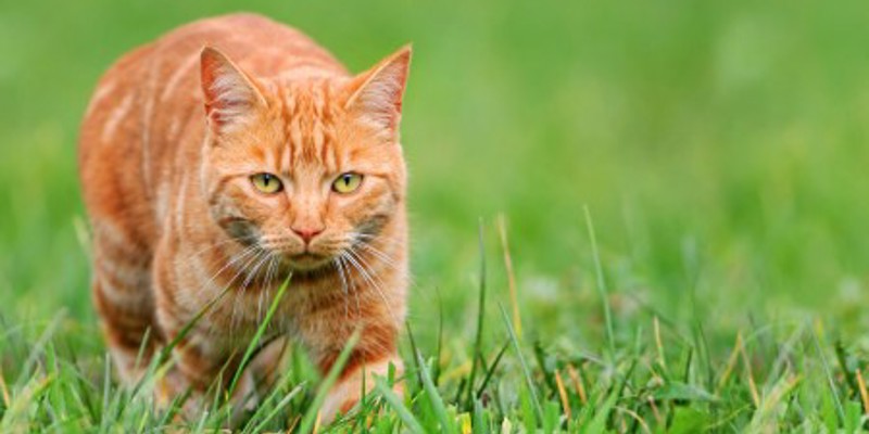 Cat 4 450 280